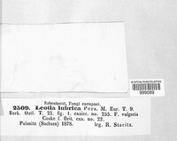 Leotia lubrica image